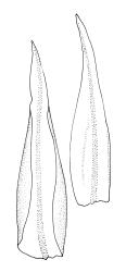 Ulota viridis, perichaetial leaves. Drawn from A.J. Fife 9192 & G.B. Huang, CHR 477008.
 Image: R.C. Wagstaff © Landcare Research 2017 